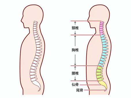 背骨に歪みによる不調ー「腸」と「快便」