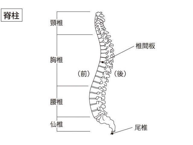 背骨の歪みによる不調