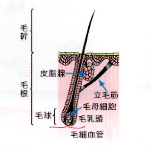 カラダと毛髪